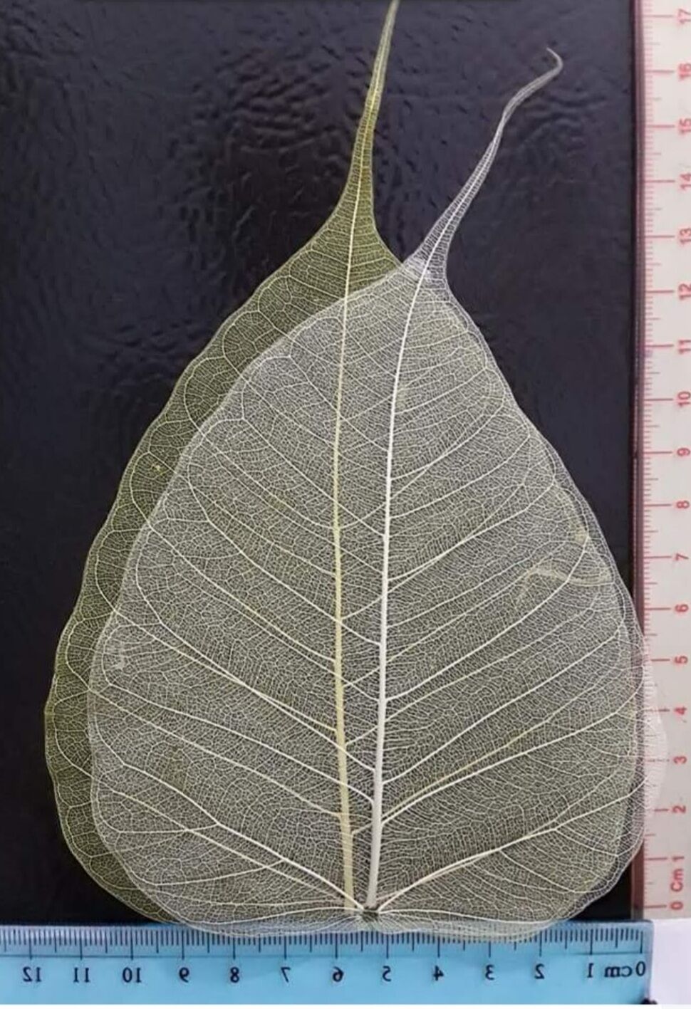 XƯƠNG LÁ BỒ ĐỀ  màu đỏ/ hồng SIZE TRUNG