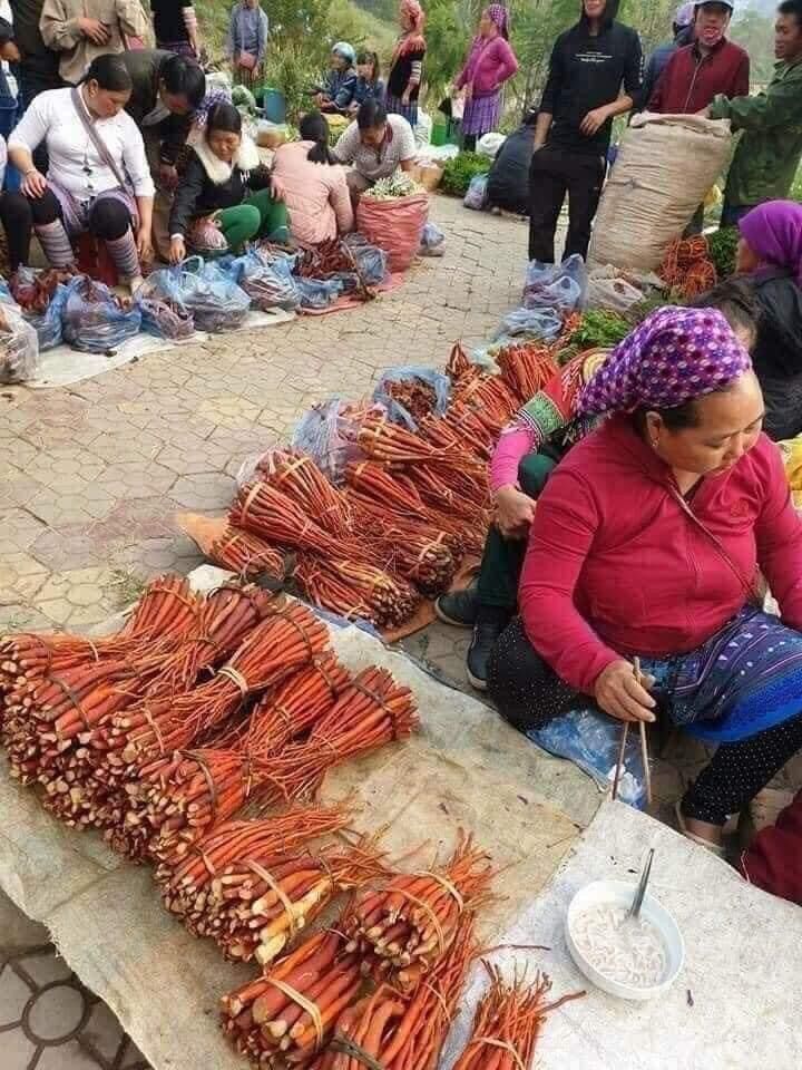 Sâm cau đỏ rừng Tây Bắc ( hàng tươi)