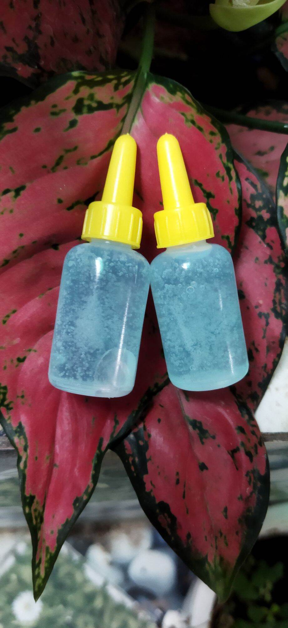 Serum kích trắng tảo biển dành cho body