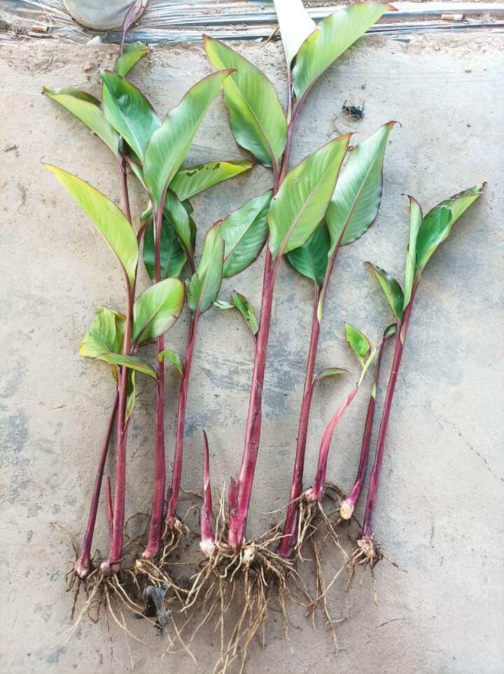 1kg củ giống dong riềng đỏ