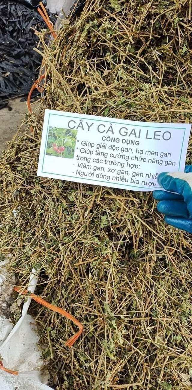 Cà gai leo, cà gai leo khô Hòa Bình ( 1Kg) mát gan