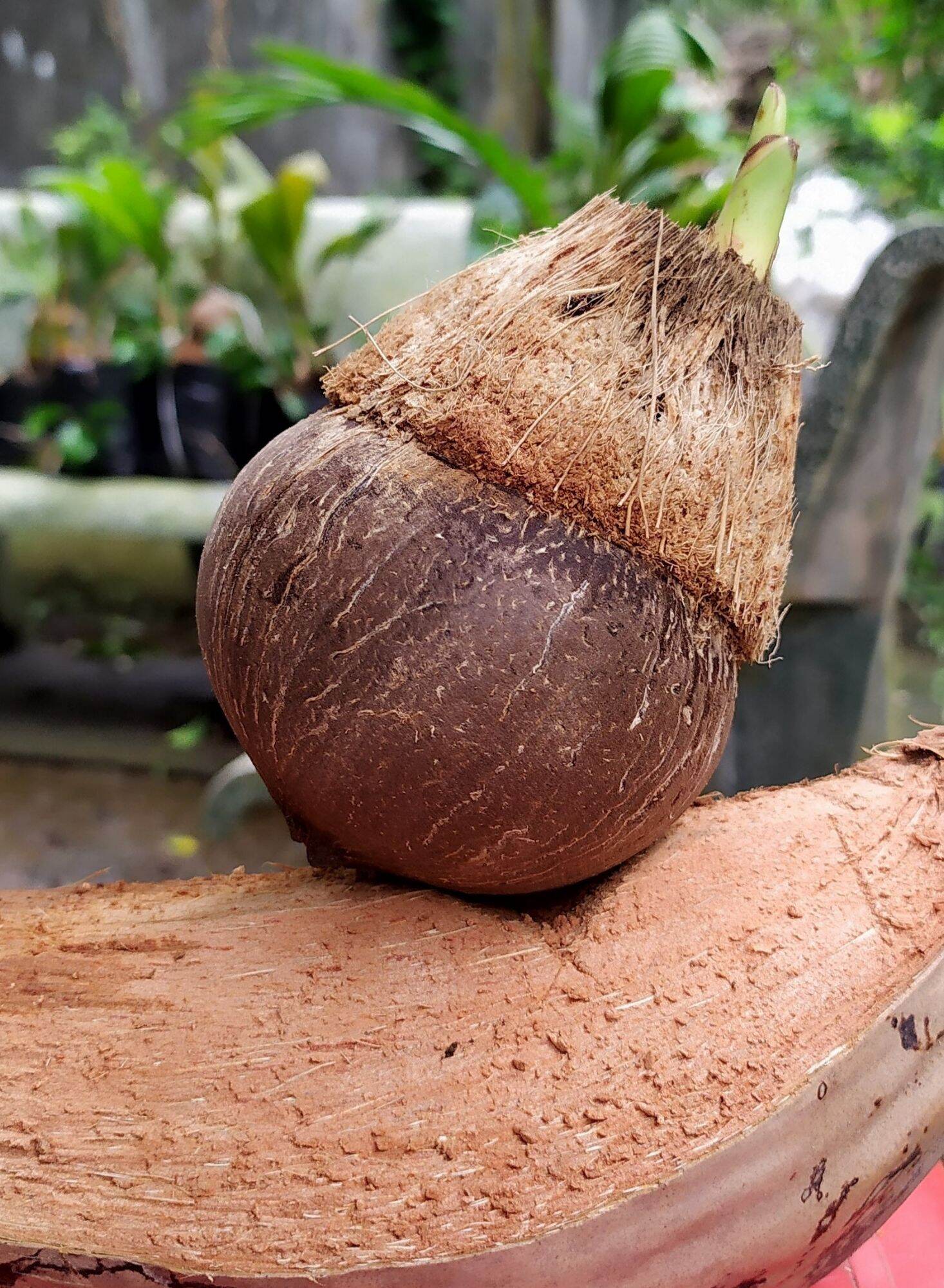 Phôi dừa Bonsai mini - Đã đánh bóng và Đã lên Lá ( trên 5 cây được thêm 1)