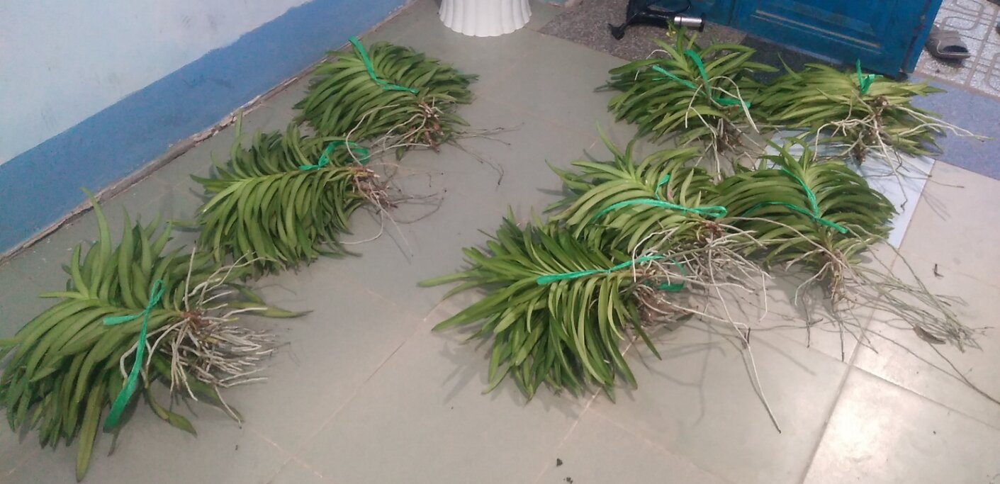 Combo 5 Cây Lan Giống Mokara Màu Đỏ(Cây cao 30-40cm)