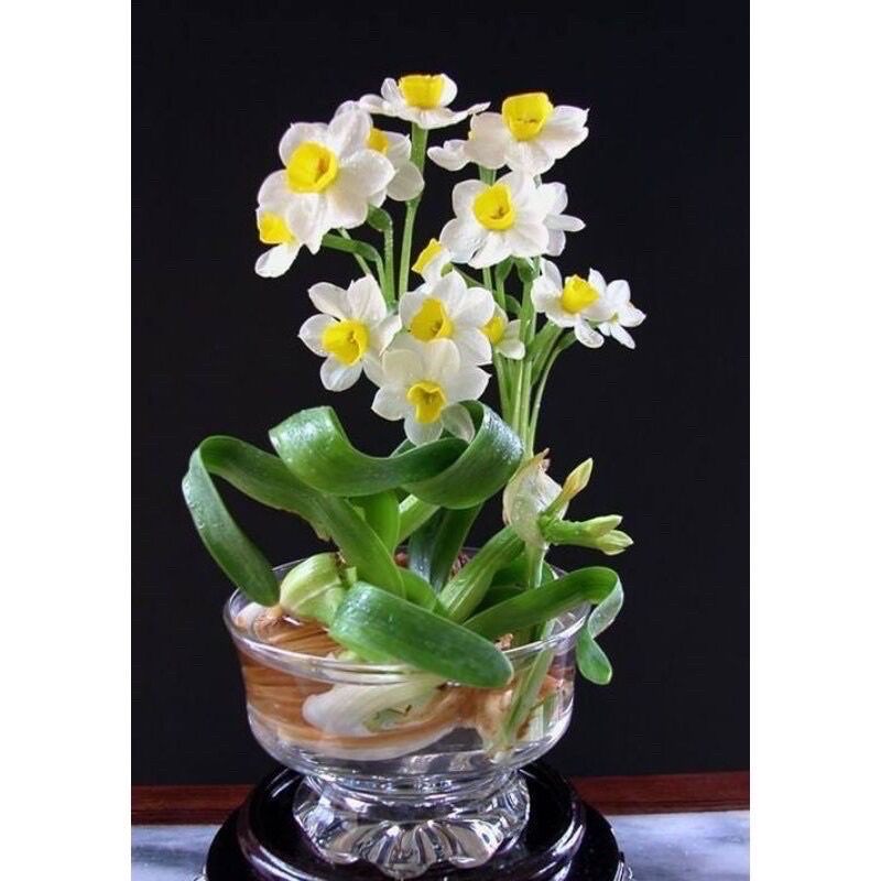 Củ hoa thủy tiên nước