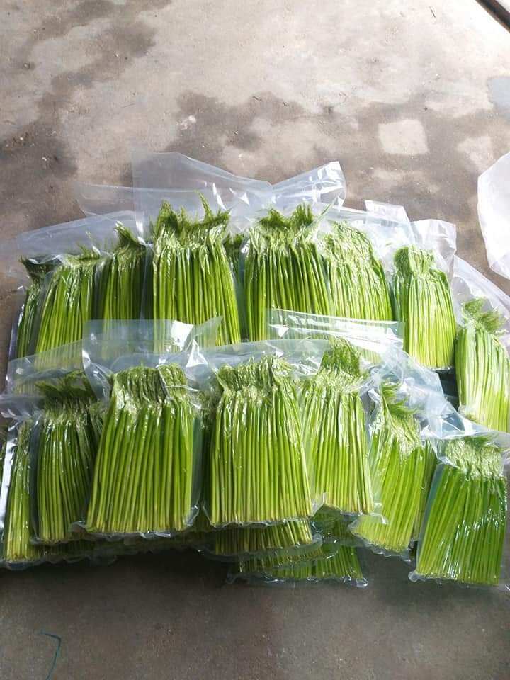 Đòng đòng nếp ngâm rươu