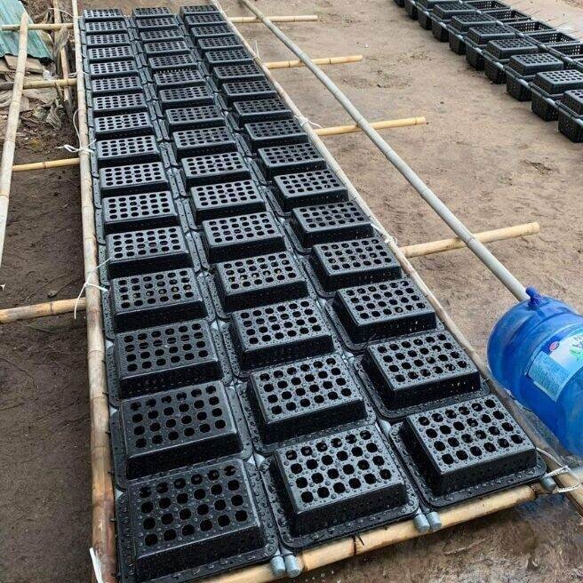 Khây nhựa nuôi cua biển