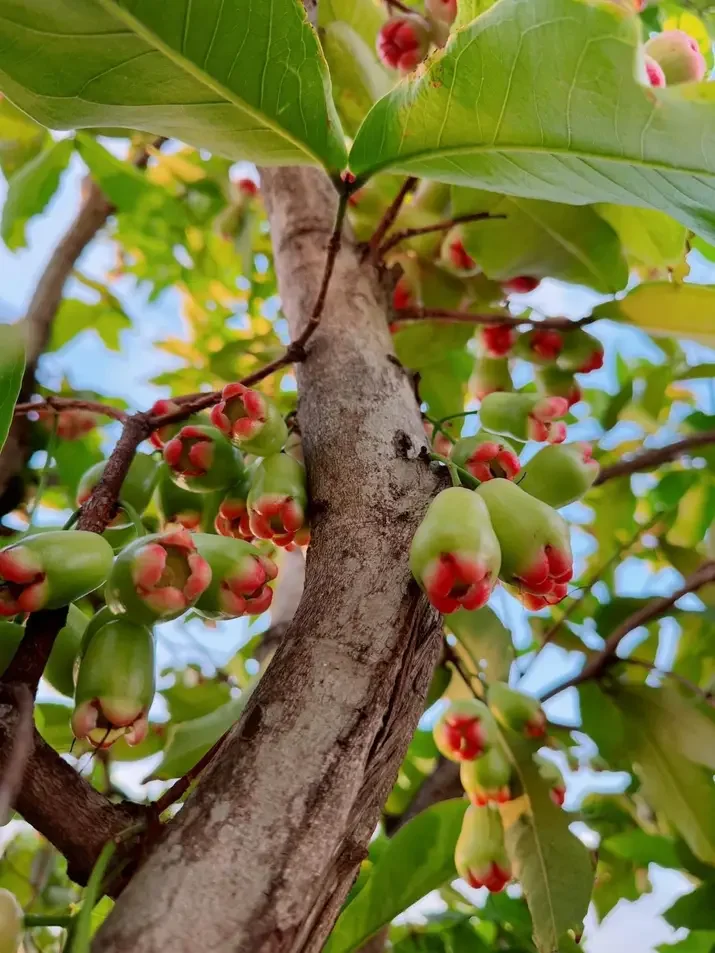 cây mận đỏ An Phước 100cm, cây đẹp
