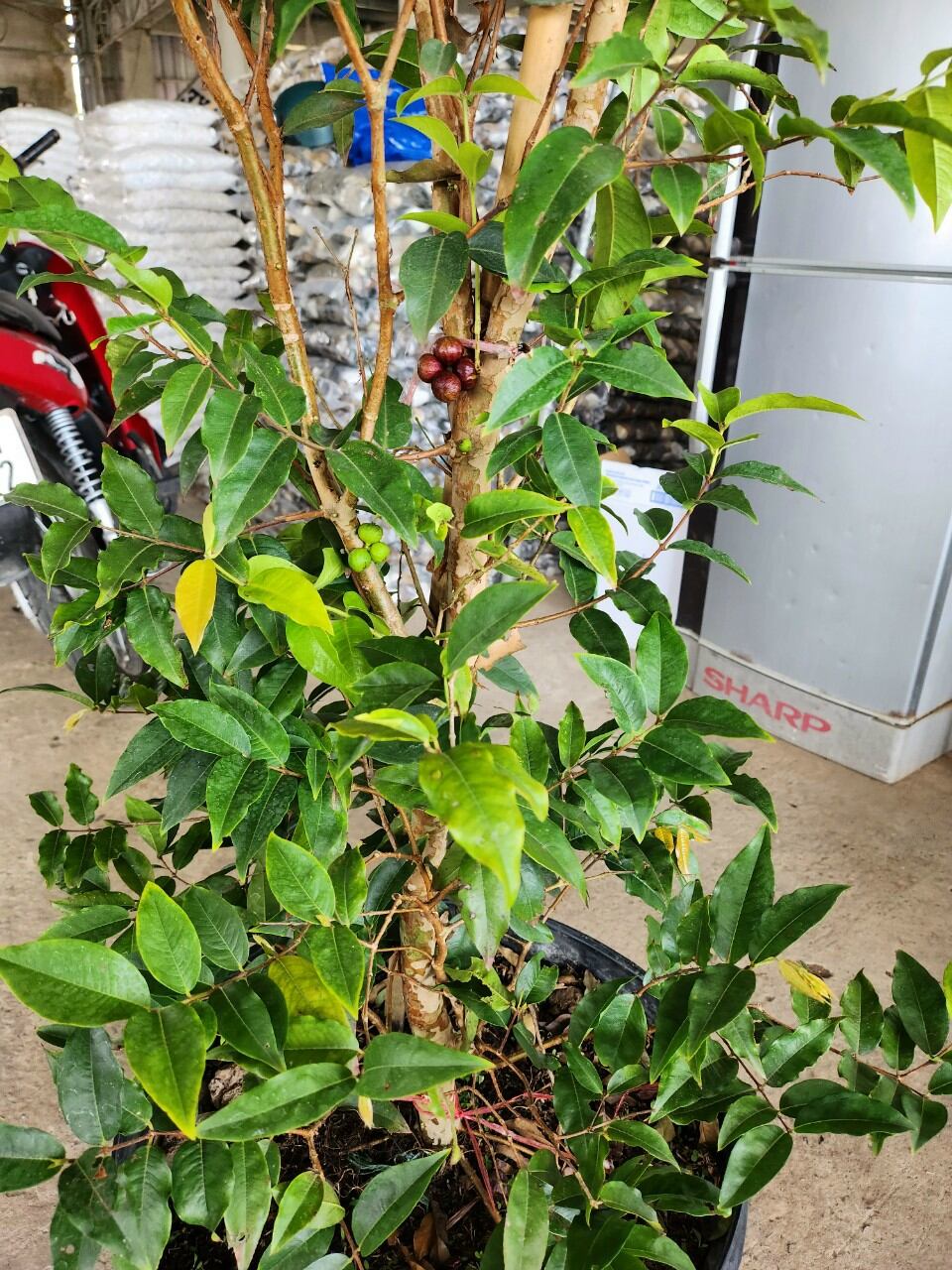 Cây Nho Thân gỗ tứ quý 12 vụ đang trái