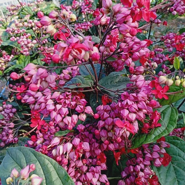 Cây hoa Ngọc nữ đỏ