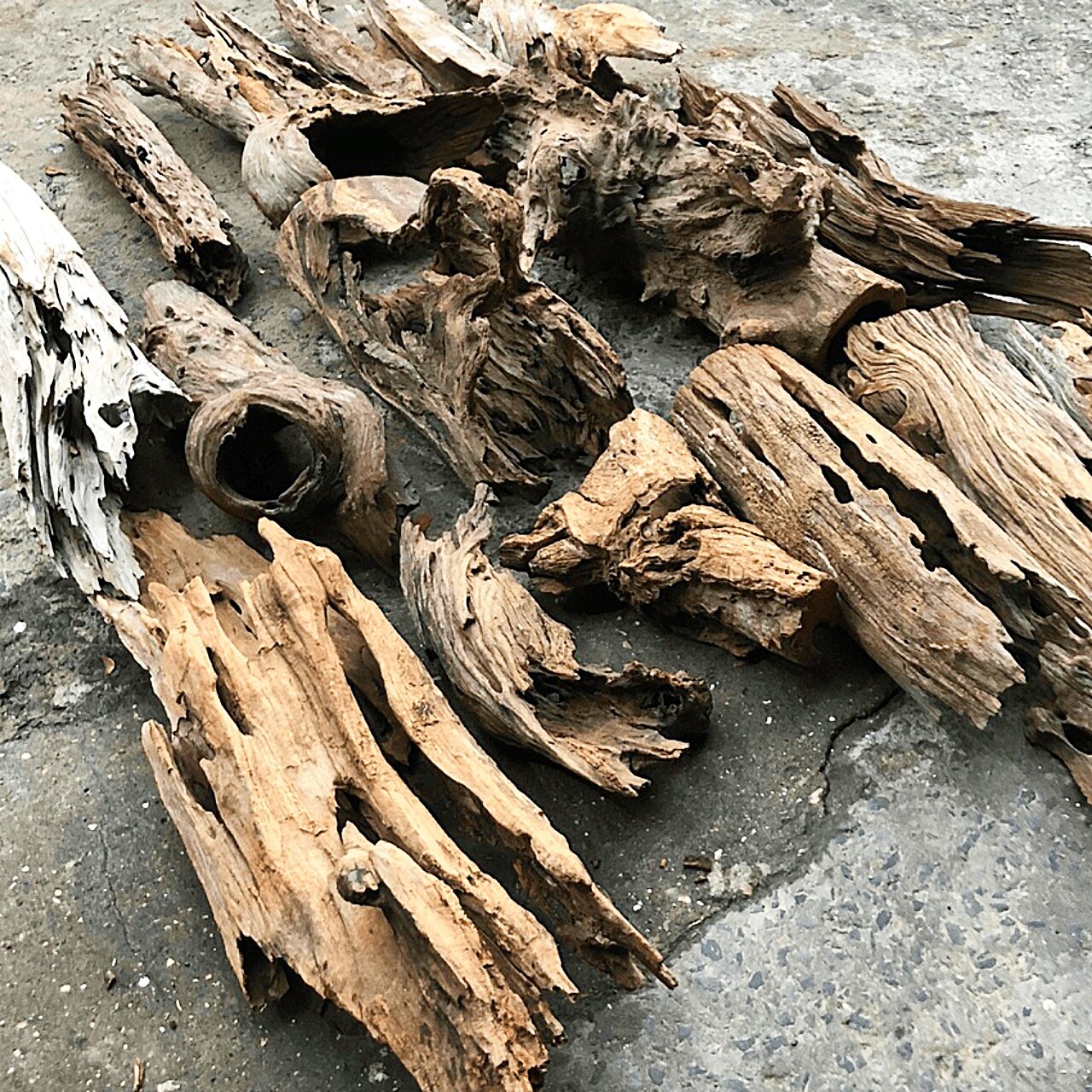 lũa thủy Sinh trang trí bể cá săn mồi cá lóc vây xanh