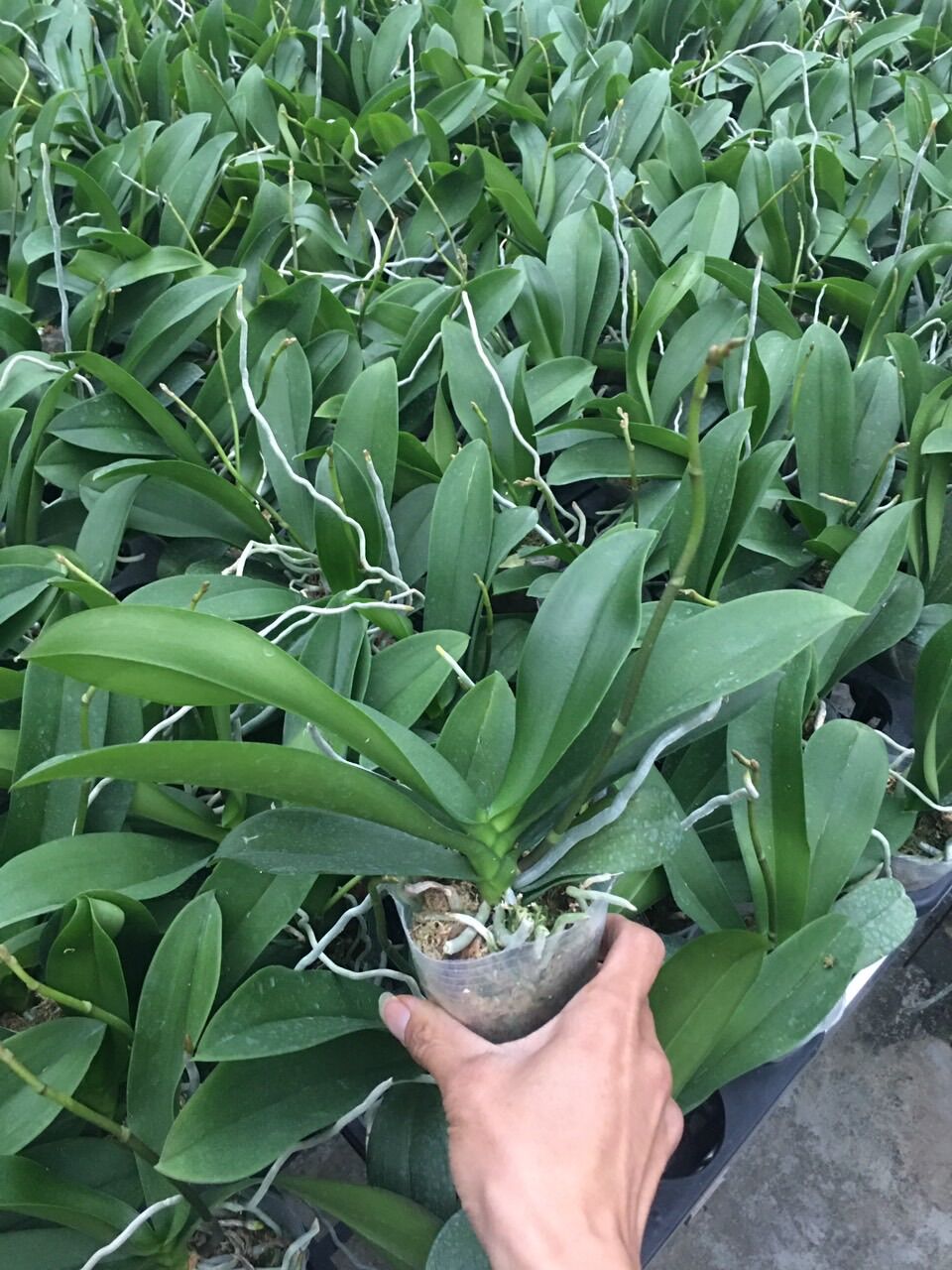 Combo 5 cây 5 màu Hoa lan hồ điệp cây sẵn ngồng hoa