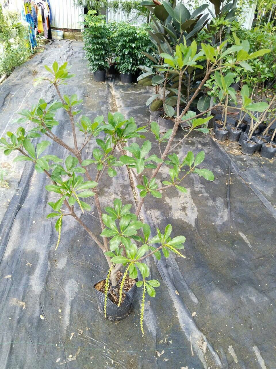 Cây lộc vừng siêu hoa