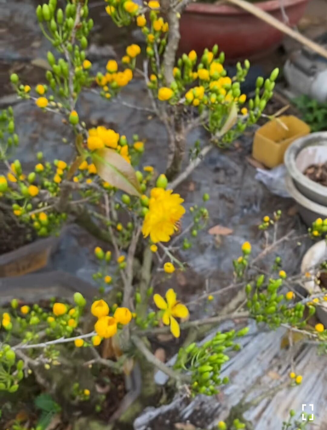 BONSAI MAI ĐẠI LỘC, ĐẾ ĐẸP, (VƯỜN NGHỈ TẾT, MÙNG 8 BÁN LẠI)