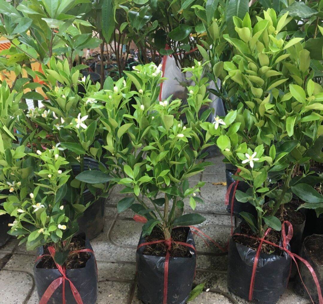 Cây tắc giống ( cây quất)