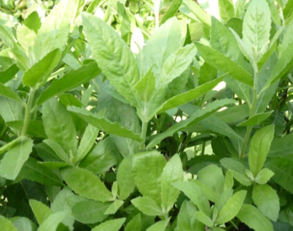 1 Kg Cúc Tần Tươi ( Cây Từ Bi )