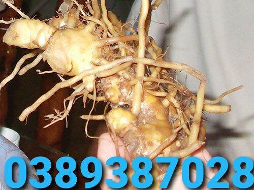 Củ gừng gió tươi, 1kg