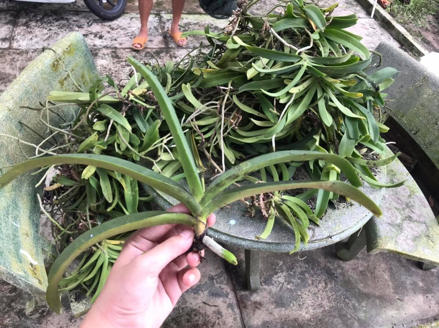 Thanh Lý Ngọc Điểm lỗi