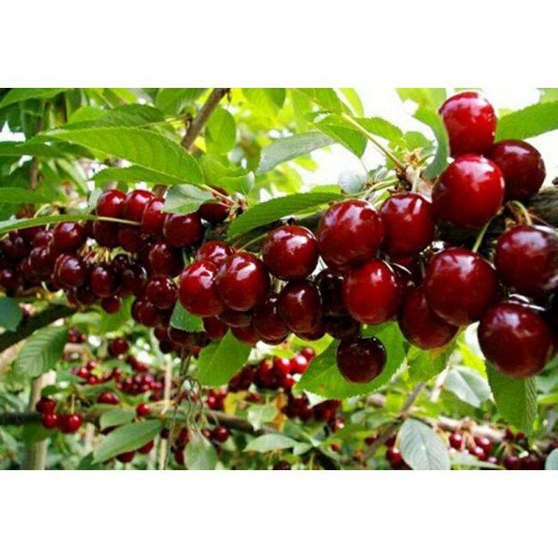 CÂY GIỐNG CHERRY ĐỎ BRAZIL