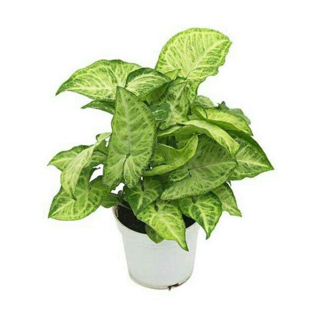 Trầu bà trắng.1 bầu