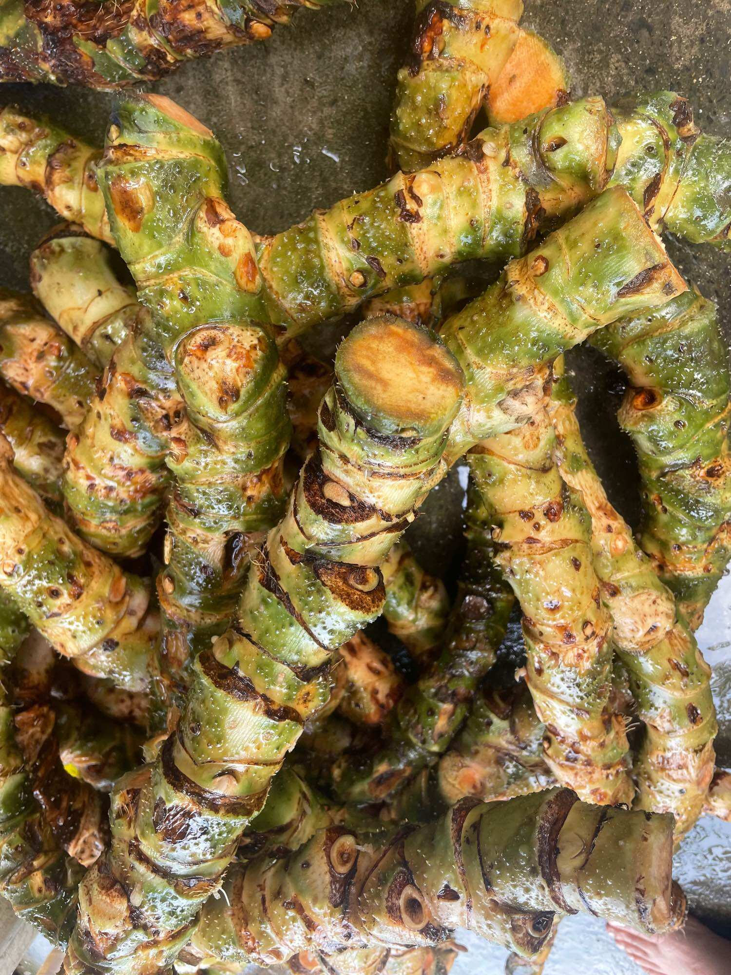 Củ móp gai tươi lâu năm túi 2kg