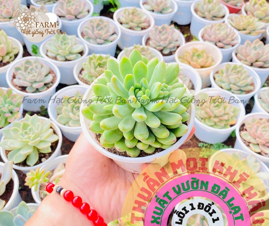 SEN ĐÁ THƯỢC DƯỢC ( HÀNG NEW ) 🧶 SIZE TRUNG🥬 FARM HẠT GIỐNG TRỜI BAN 🍄 HƯ 1 ĐỔI 1 ❄️