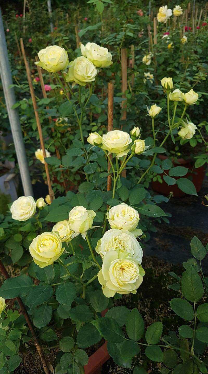Hoa hồng nb Cearmy eden Rose size trung
