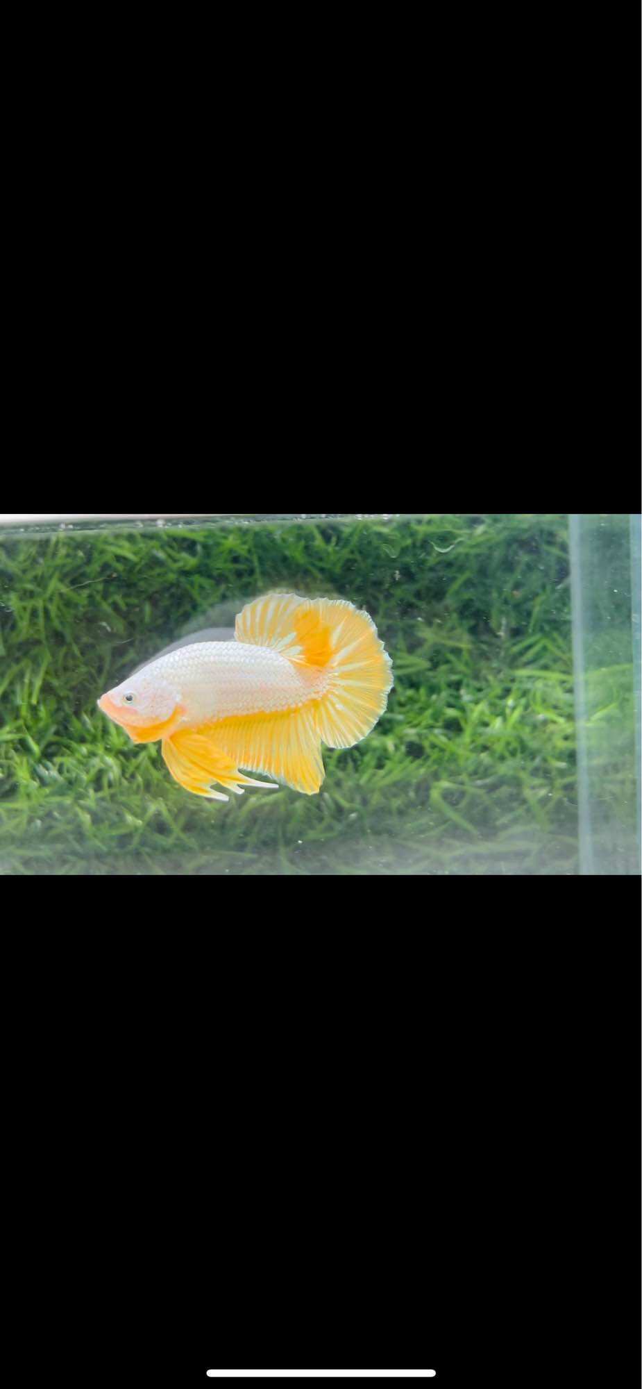 Betta Rồng Vàng - Form đẹp - Size to