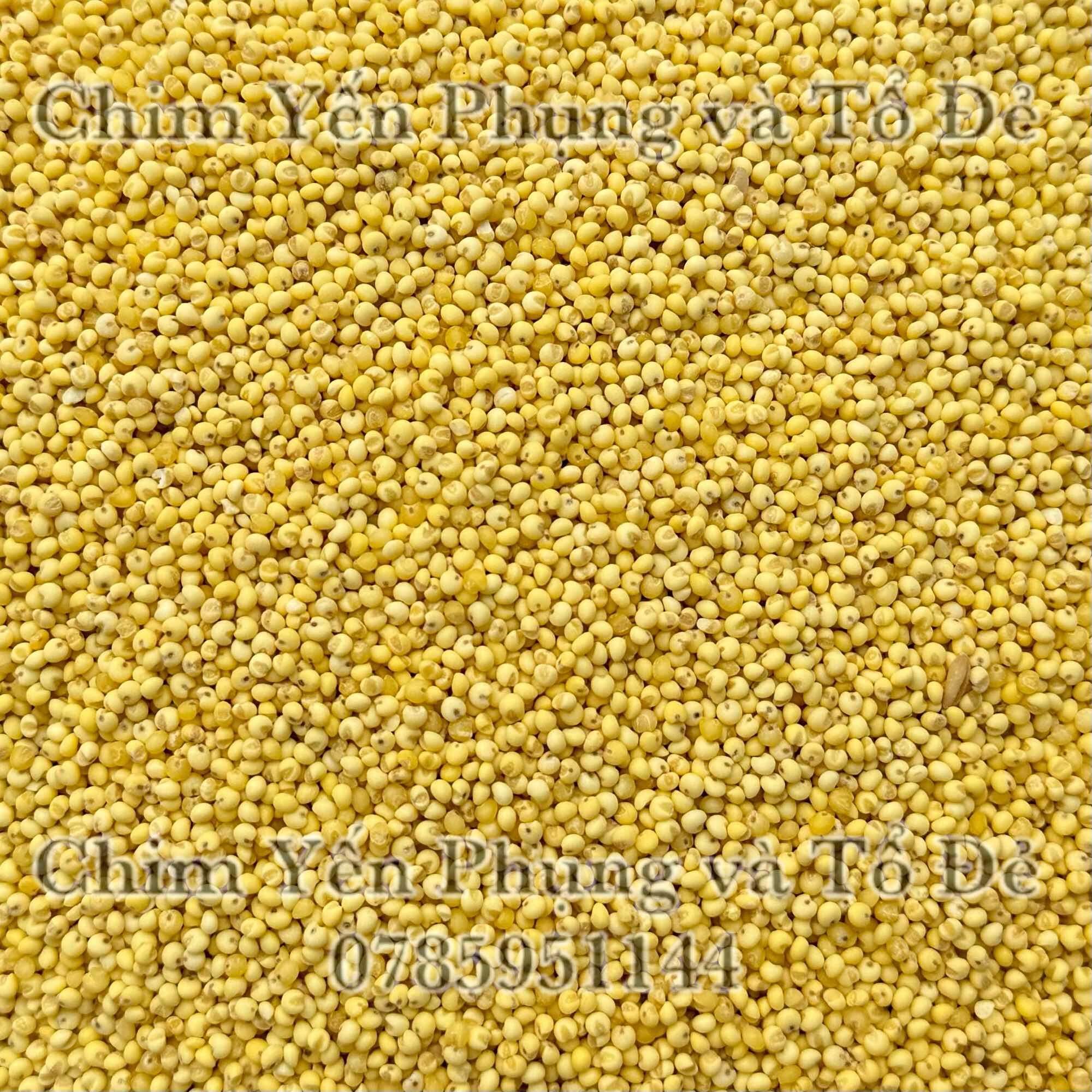 1kg hạt kê nếp vàng (đã bóc sạch vỏ) dùng làm bánh, nấu chè..