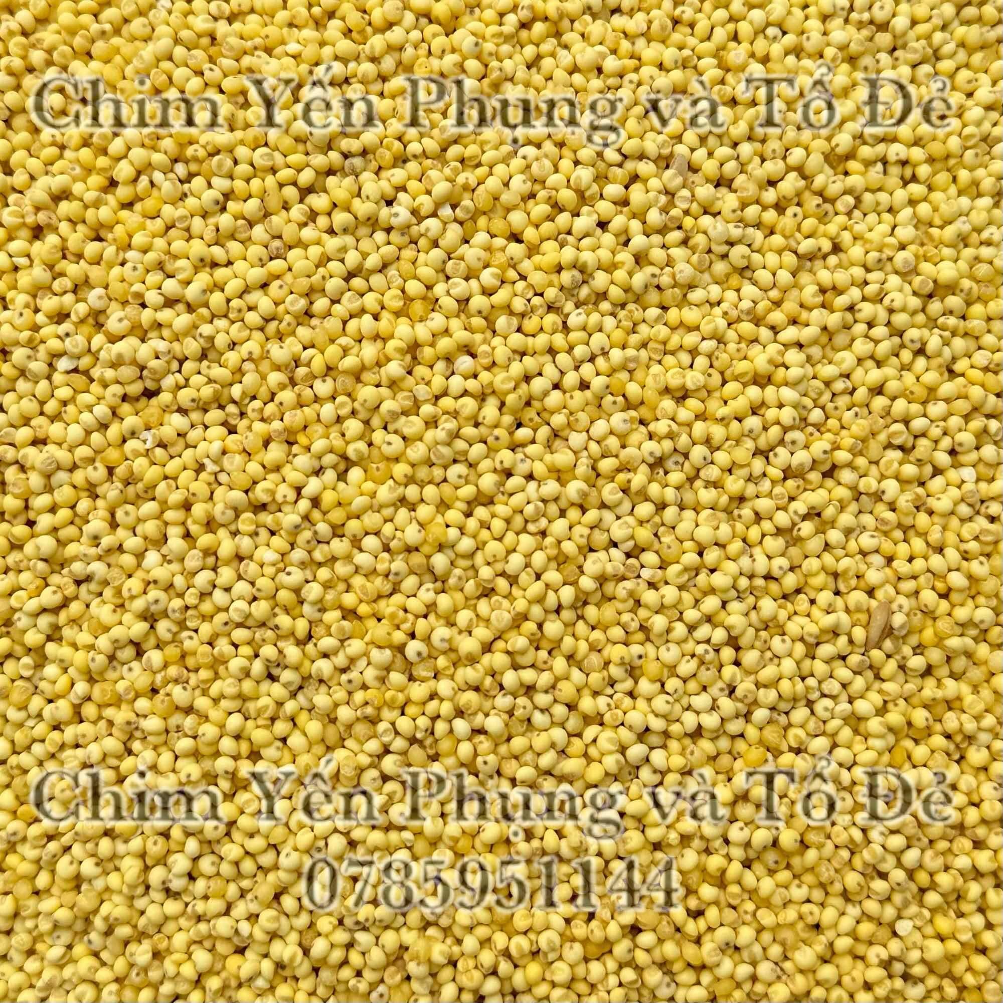 1kg hạt kê nếp vàng (đã bóc sạch vỏ) dùng làm bánh, nấu chè..