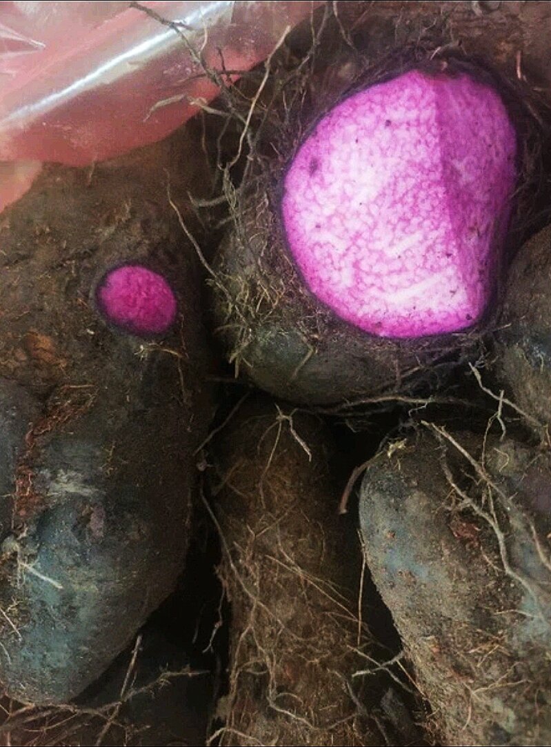 KHOAI MỠ tươi ú nu mới nhổ 1Kg
