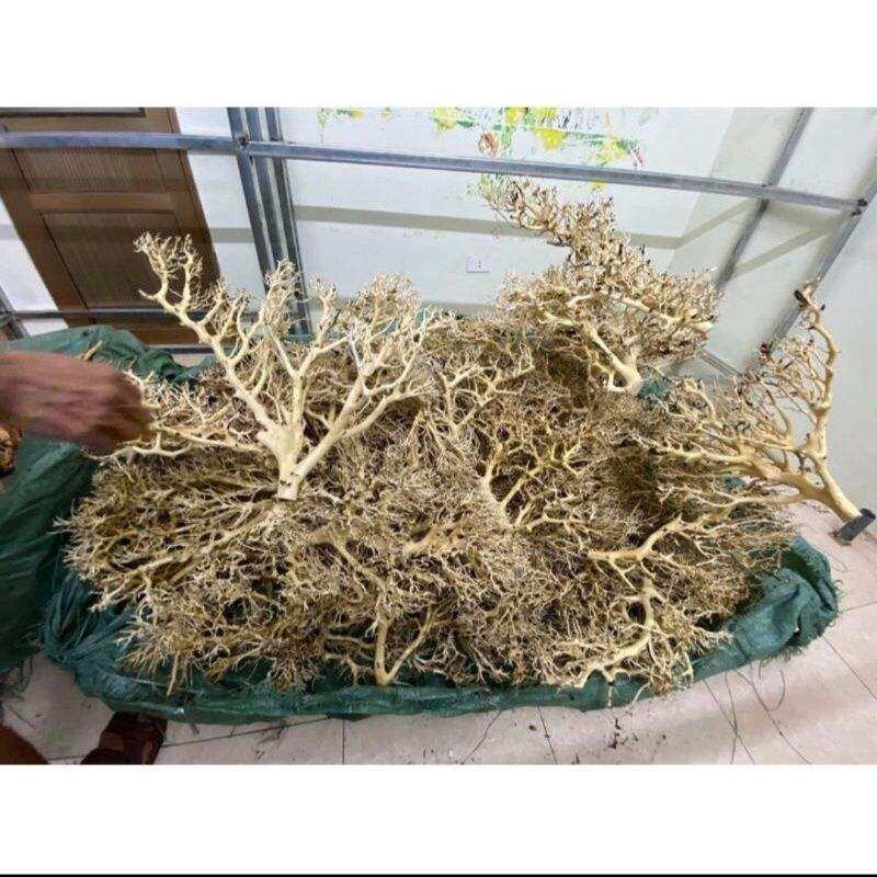 lũa xương trùm, tán quýt dùng để tạo lũa dáng bonsai cho hồ thủy sinh 100gr