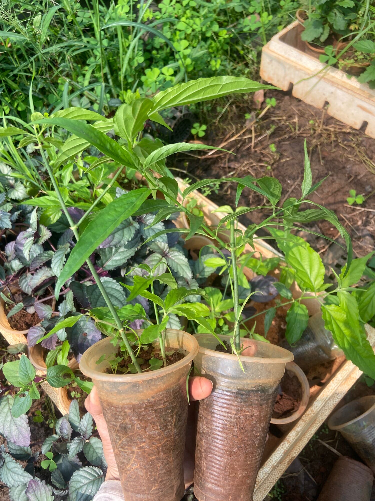 Cây xương khỉ (bìm bịp)