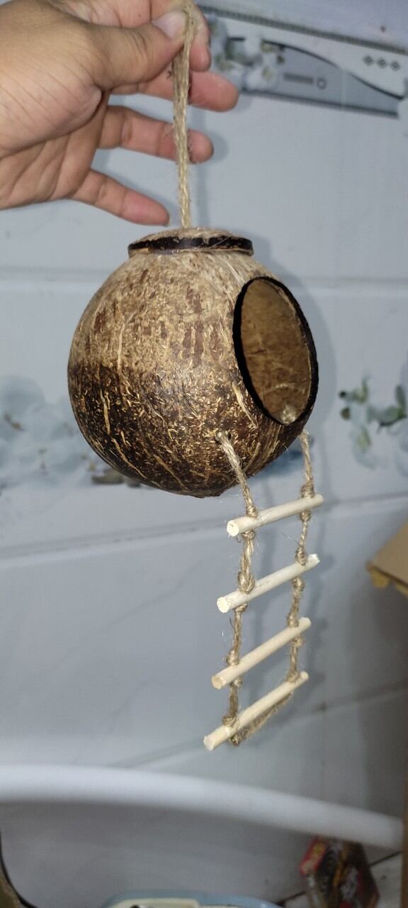 Tổ Gáo Dừa có Thang - đã đánh bóng