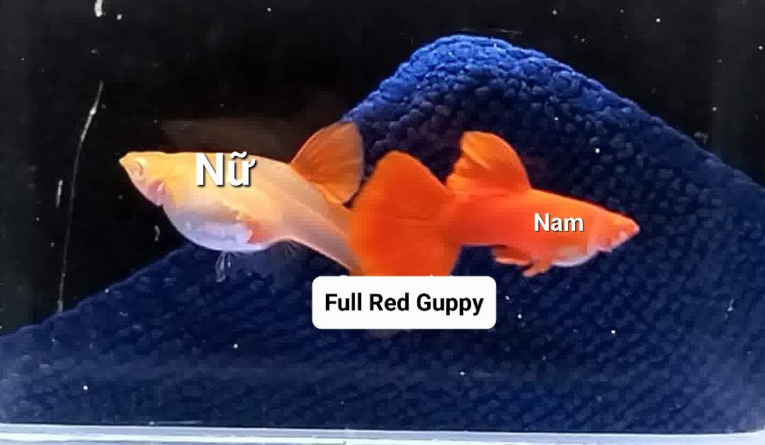 Guppy Full Red - Trang Trí (30k/đôi)