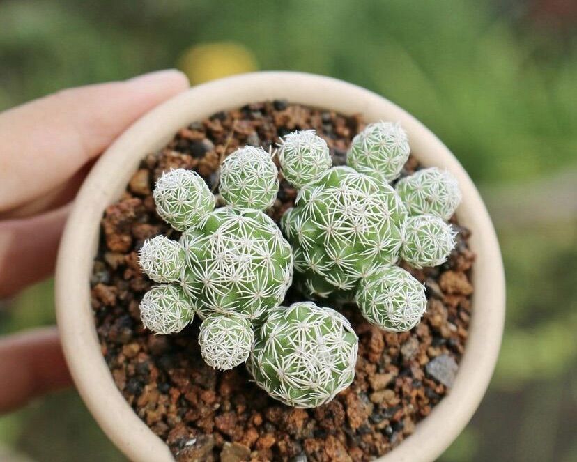 Xương rồng trứng chim size mini gồm chậu đất nung