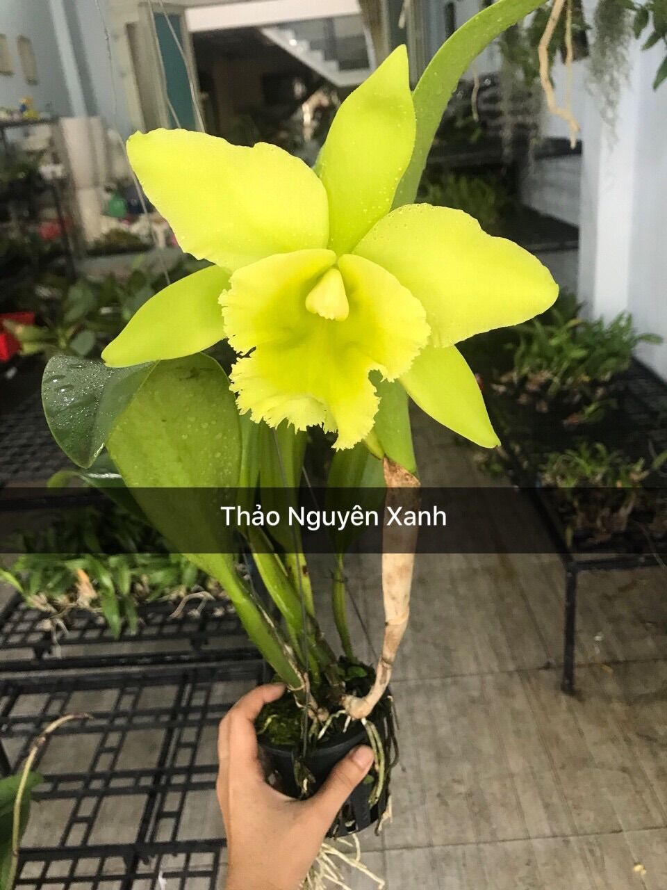 [HCM]Lan Cattleya Xanh Đài Loan - cây con