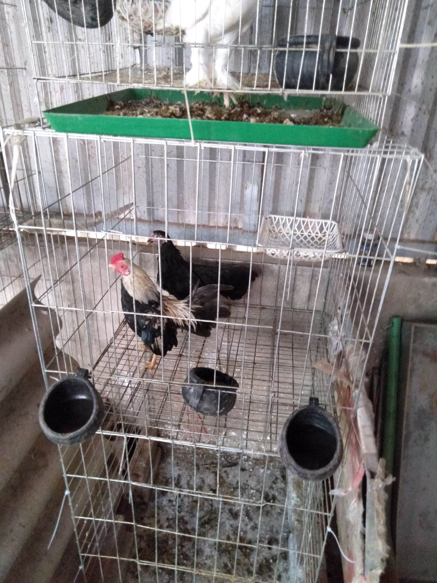 Lồng 60v nan khít gà chọi gà nòi gà tre gà đá
