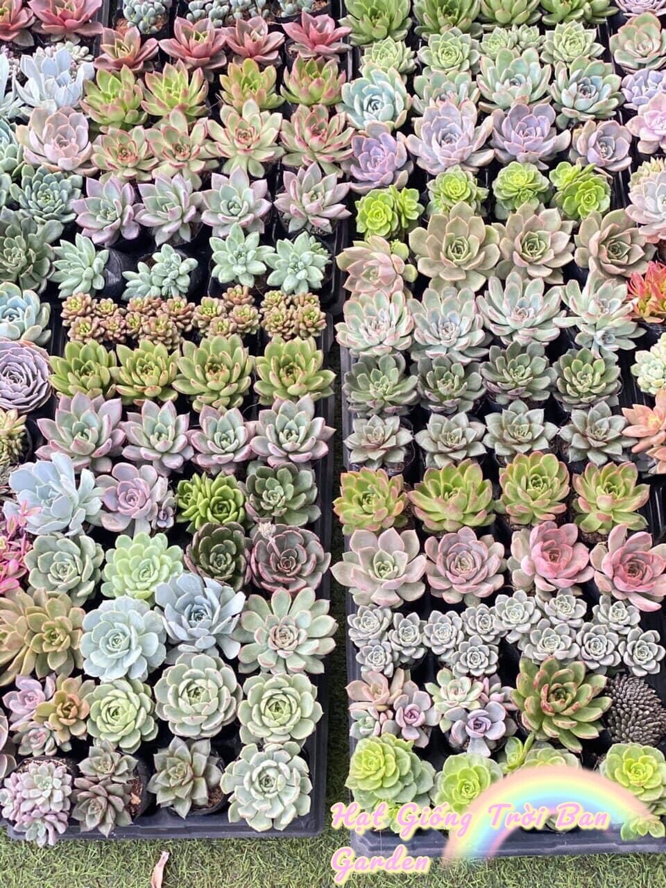 SEN ĐÁ BẮP CẢI  SIZE 5-9cm ĐÀ LẠT  HƯ 1 ĐỔI 1 ❄️ SIÊU CUTE