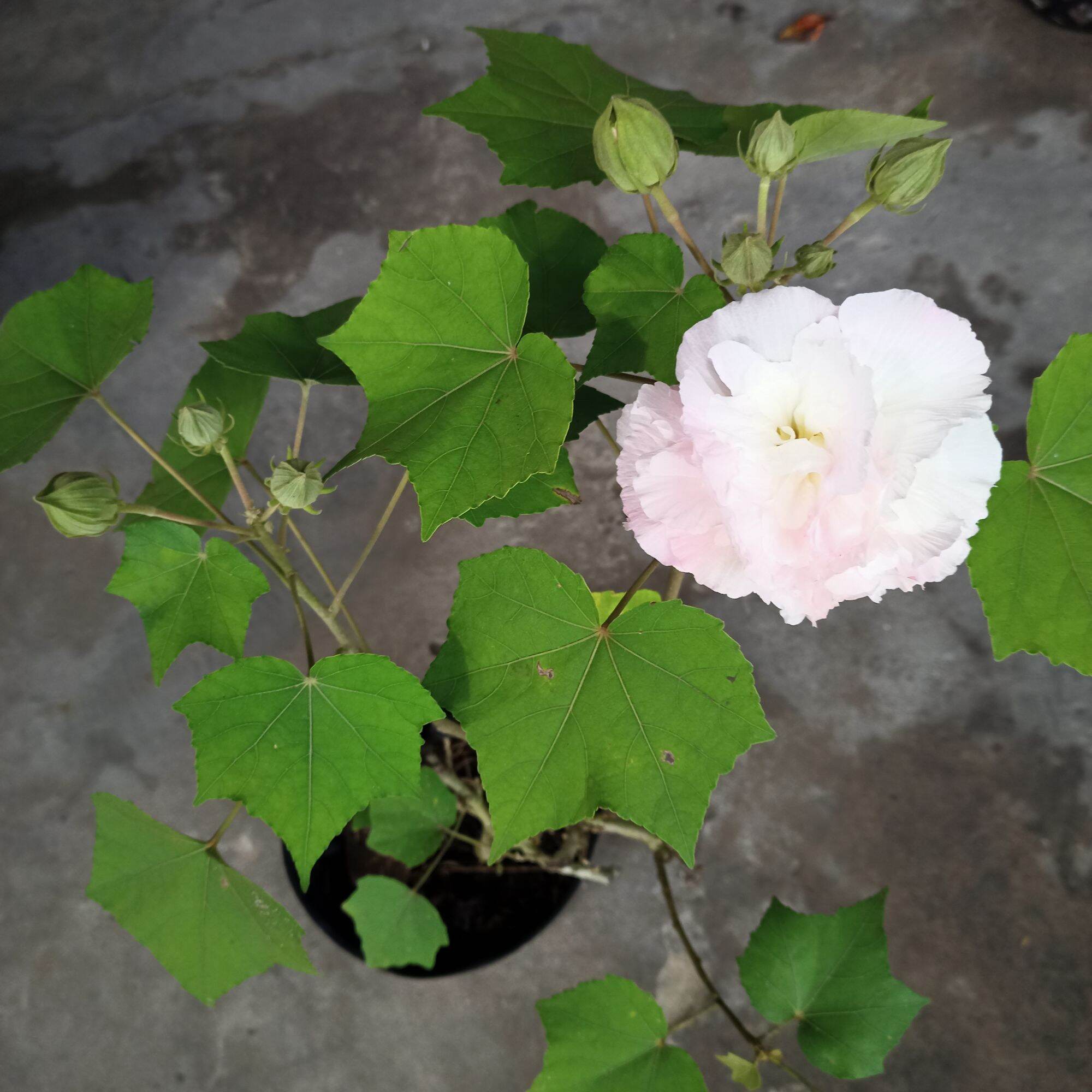 Cây hoa phù dung đổi màu từ sáng tới chiều