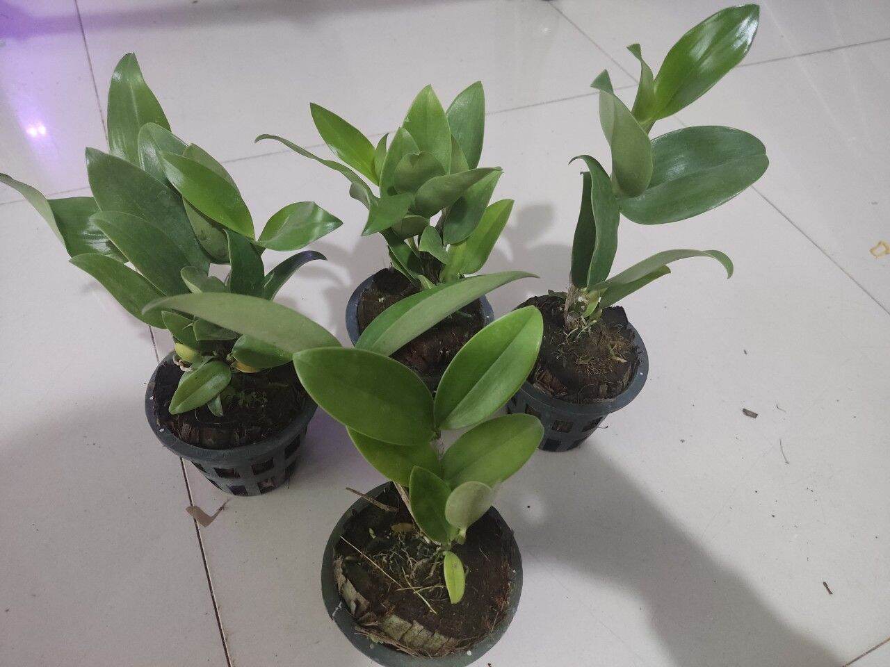 Hoa lan Kiều trắng hàng Thái chuẩn hoa