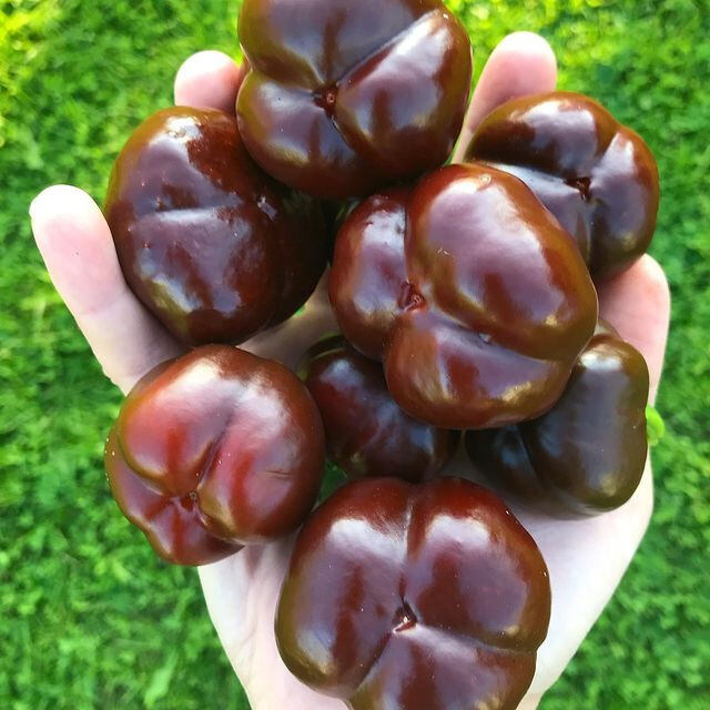 Hạt giống ớt bí ngô Chocolate
