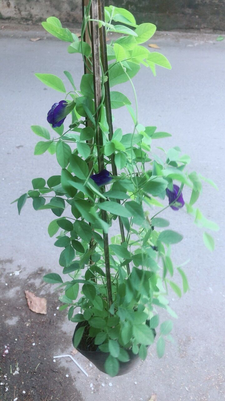 Cây hoa đậu biếc