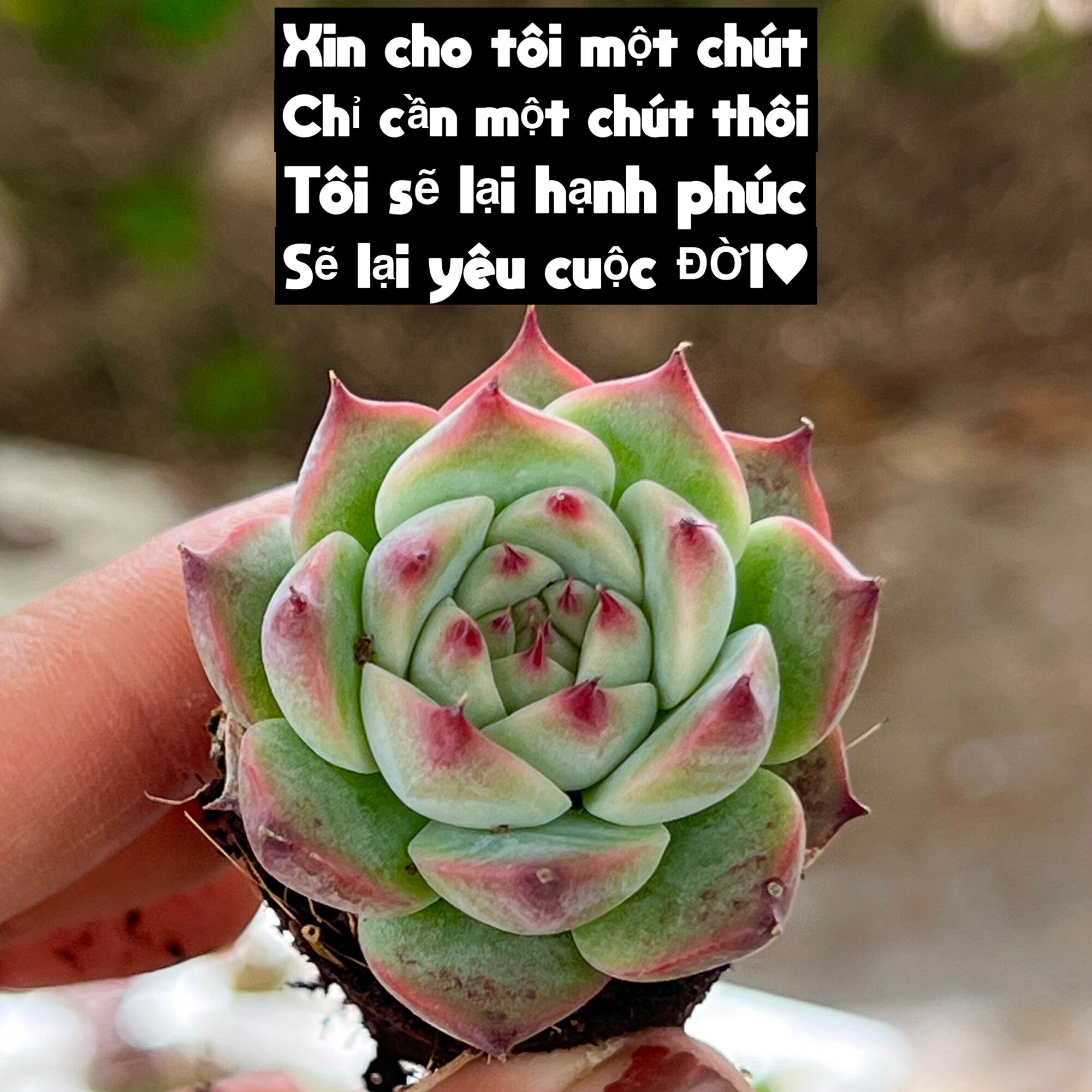 Cây sen đá bánh bao lửa size mini cây cảnh trang trí nhà cửa thuanphat garden