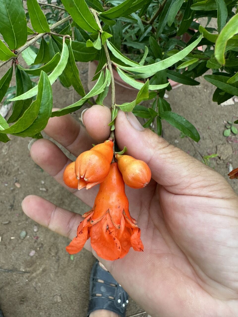 cây lựu đỏ ấn độ đang hoa