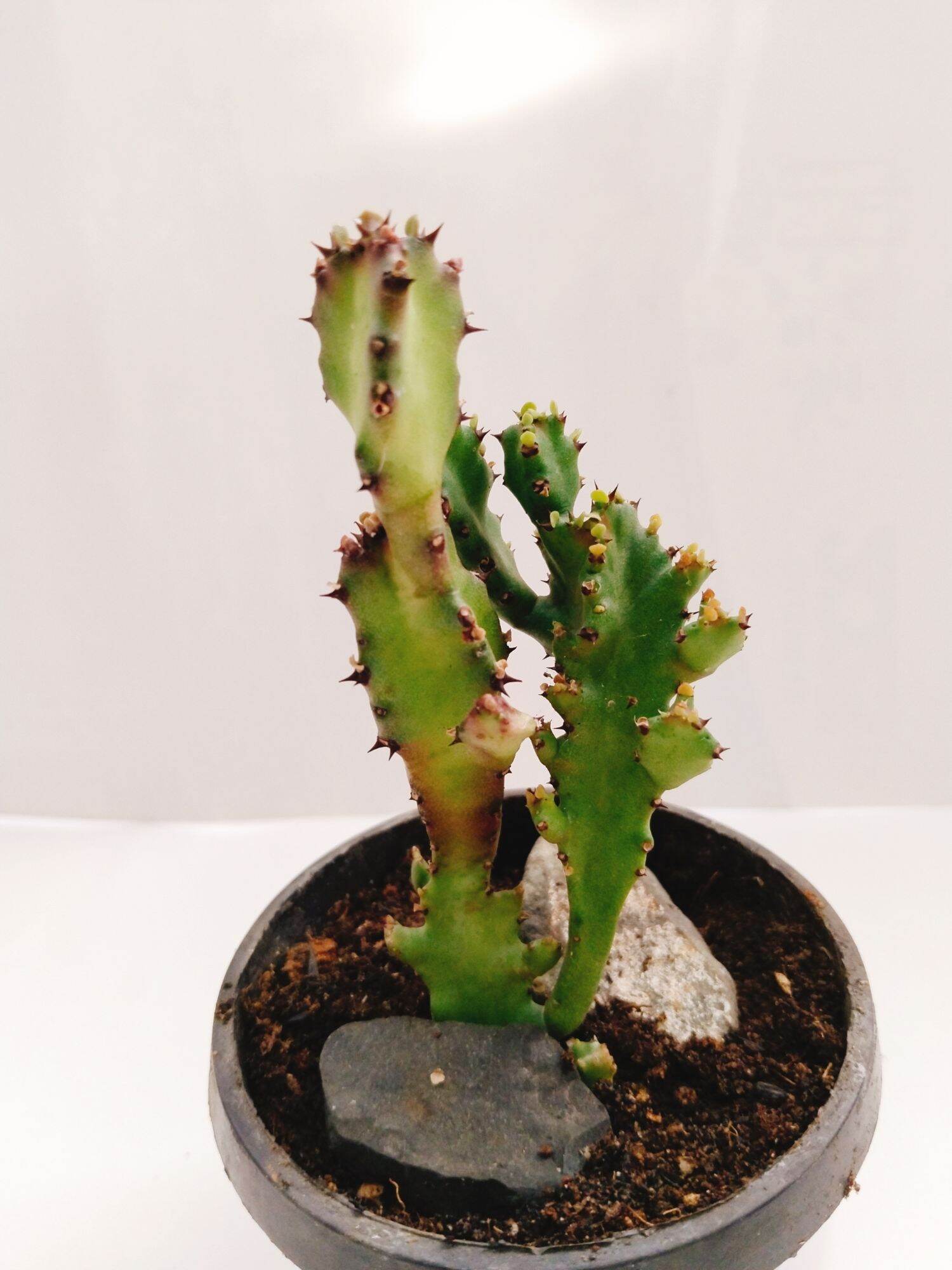 Cây xương rồng euphoria var đỏ