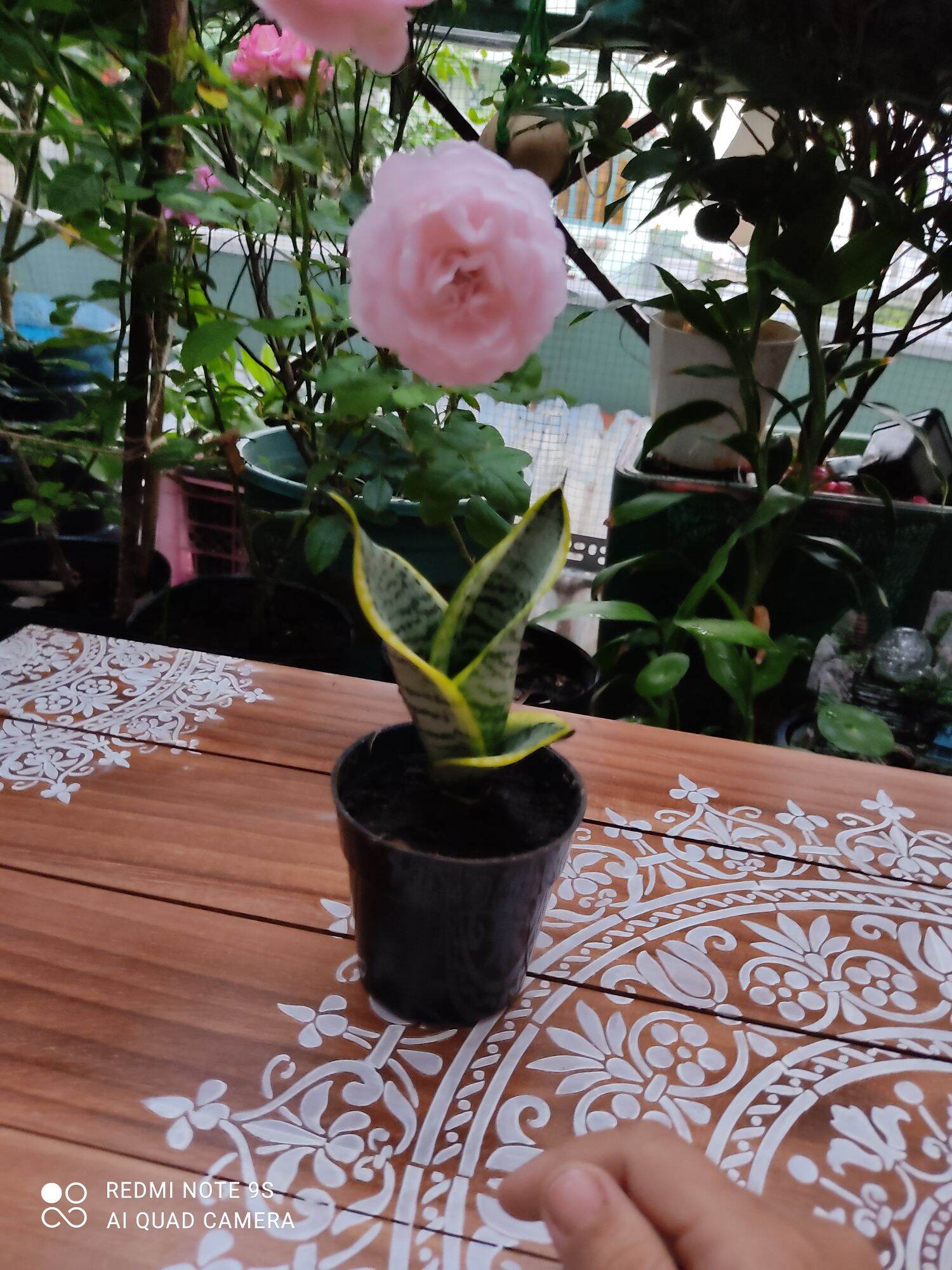 lưỡi hổ thái lùn size nhỏ