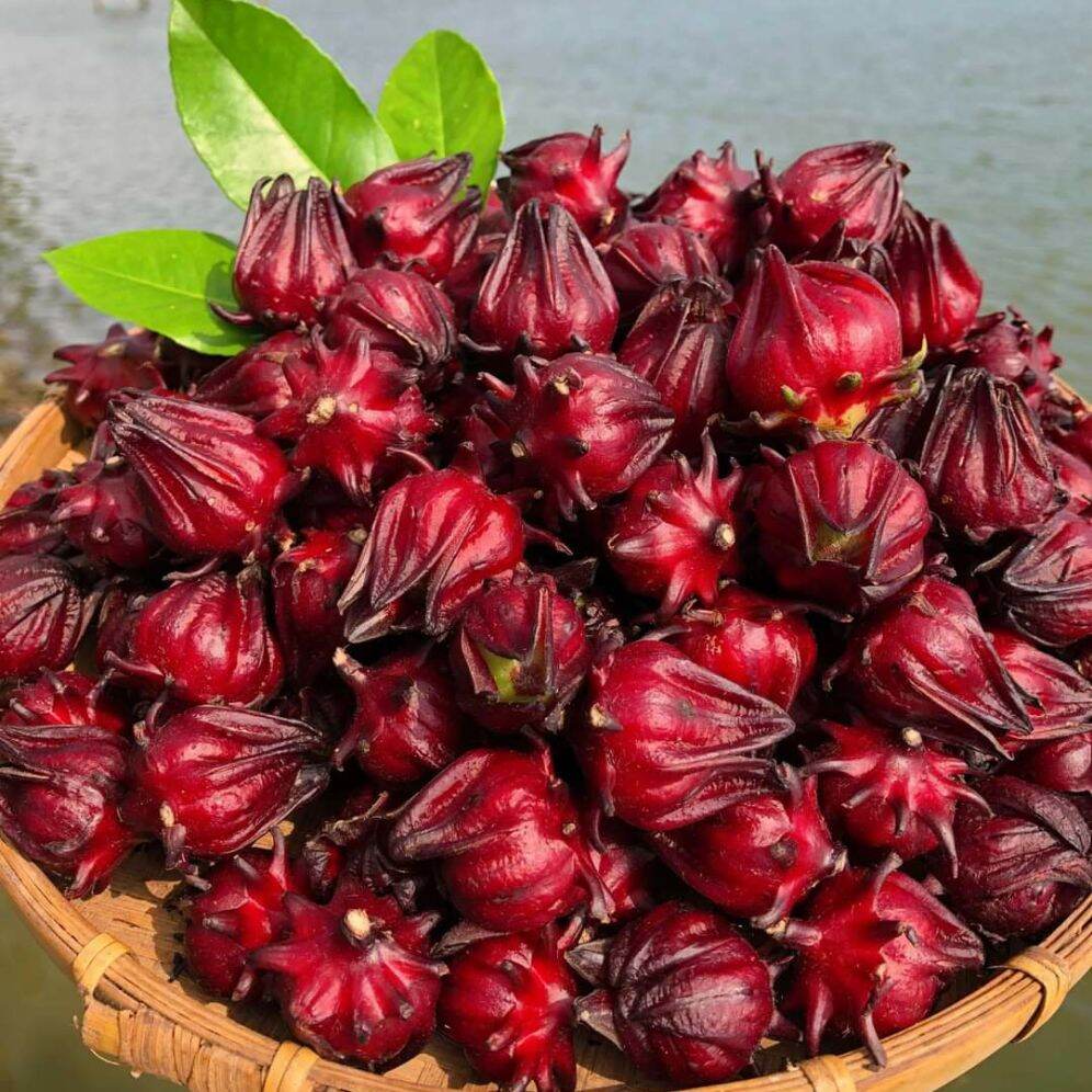 Hoa atiso đỏ tươi ( hoa bụp giấm, hibicus) dùng pha chế sirô sting đỏ, làm mứt hoa hồng)