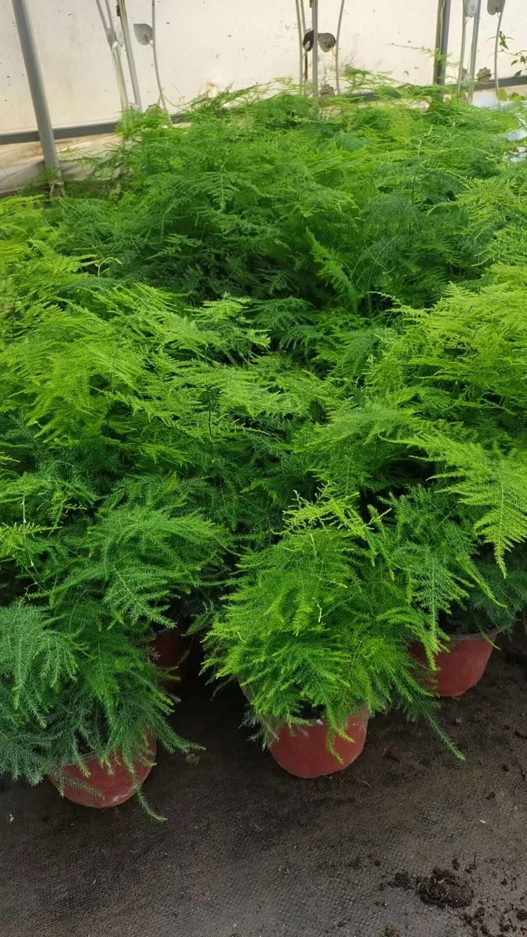Cây thủy tùng chậu lớn nhiều thân - cây để bàn