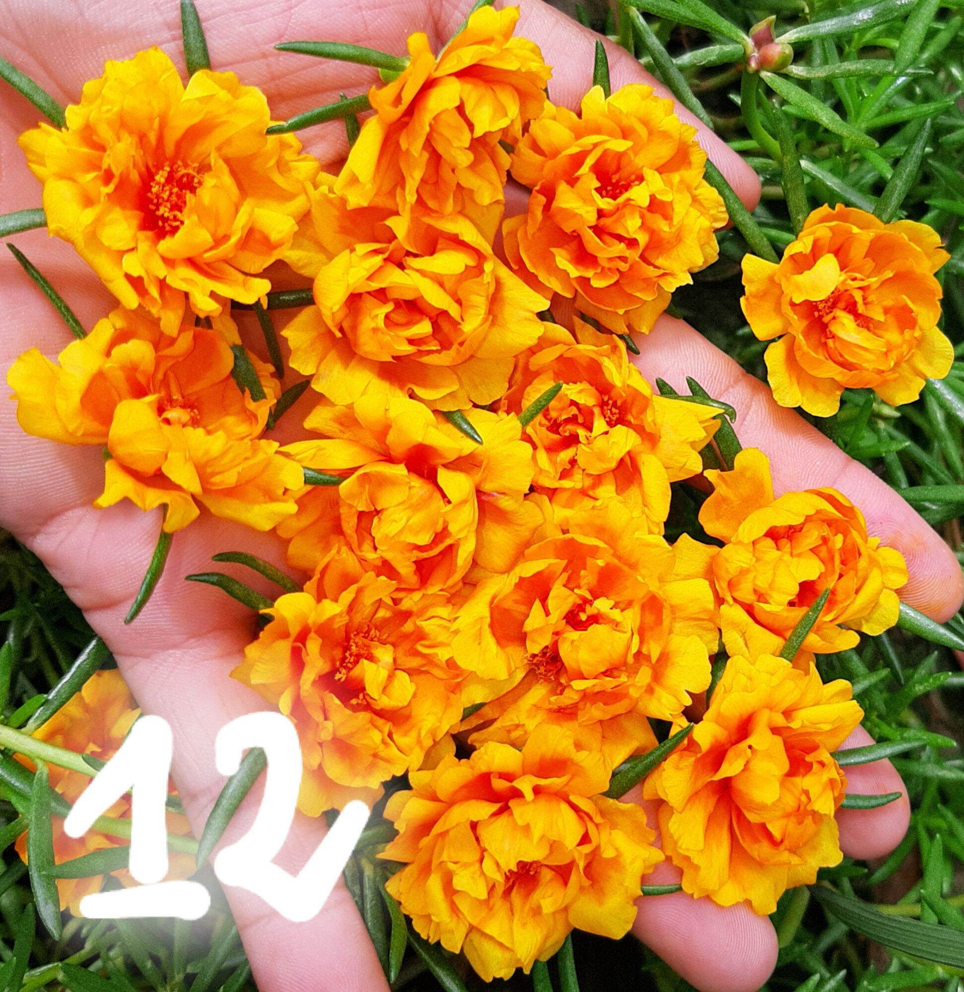 Cành hoa 10 giờ màu vàng cam