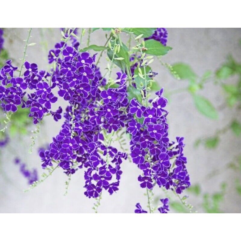 Cây giống chuỗi Ngọc hoa tím (hình cuối)